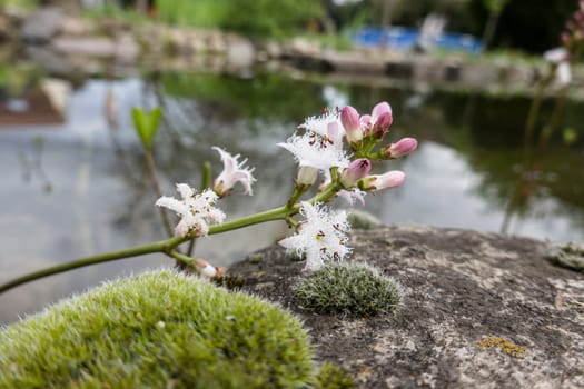 Fieberklee oder Bitterklee (Menyanthes trifoliata) - blühende Pflanze im Gartenteich