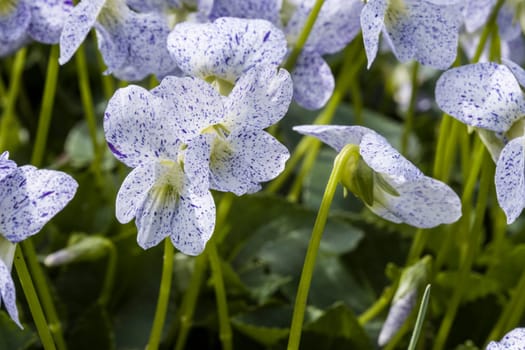 Pfingst-Veilchen Freckles (Viola sororia) - Kultivar