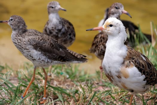 Kampfläufer (Calidris pugnax,Syn. Philomachus pugnax) , Deutschland