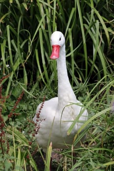 Coscorobaschwan (Coscoroba coscoroba), Deutschland