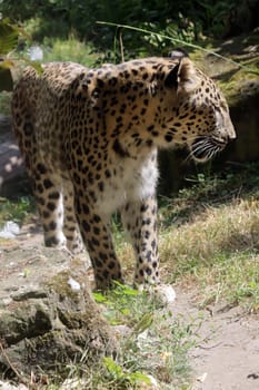 Leopard (Panthera pardus), auch Panther oder Panter