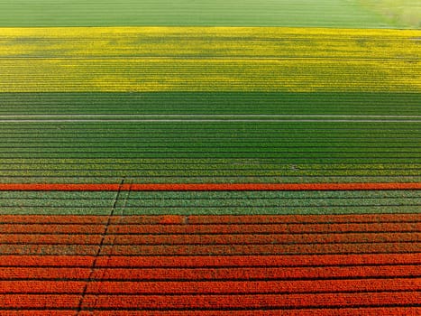 aerial view of a beautiful landscape filled with colorful tulips.