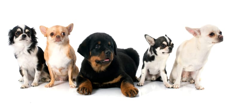 portrait of a puppy rottweiler and chihuahuas in front of white background