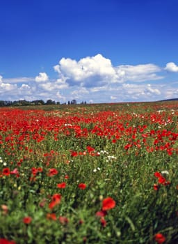 Field with blooming poppy