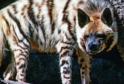 Close up of a Hyena