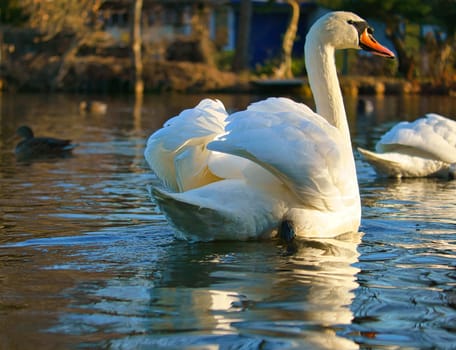 Mute swan swimming on the water. Large white bird. Elegant animal with splendid plumage. Animal photo from nature