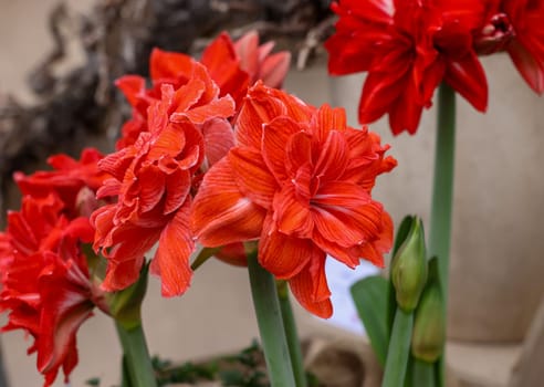 Red Amaryllis called Double Circus