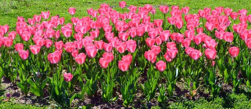 Row of pink tulips. Border of tulip flowers