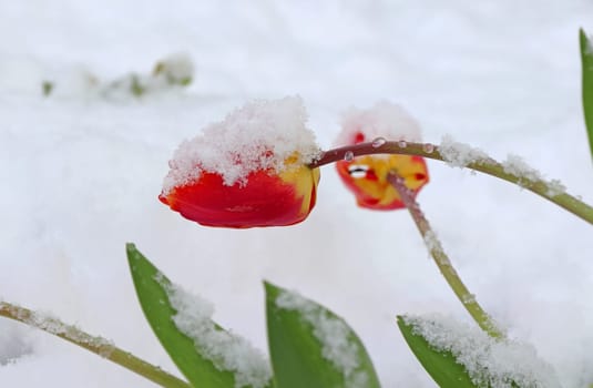 Tulip blossoms with snowflakes. Cold weather with snow in spring