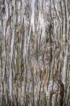 Detail of tree trunk with texture, flora and nature