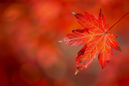 A vibrant red maple leaf dances gracefully against a soft, blurred backdrop.