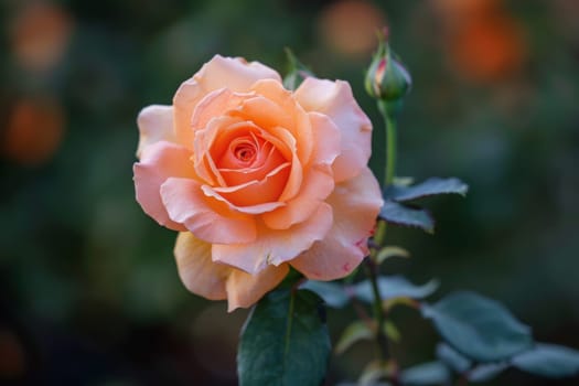 A delicate pink rose stands out against a backdrop of lush green leaves, showcasing its beauty and grace.