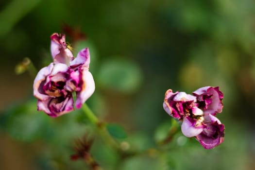 Red magenta wither rose on green background. Close up of spoiled rose buds.