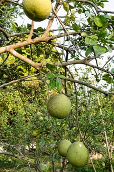 Ripe Pomelo Fruits Hang On The Trees In The Citrus Garden. Pomelo or Grapefruit on the tree in the garden.