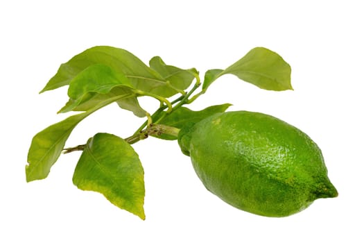 Lemon on a branch with leaves isolated on a white background.
