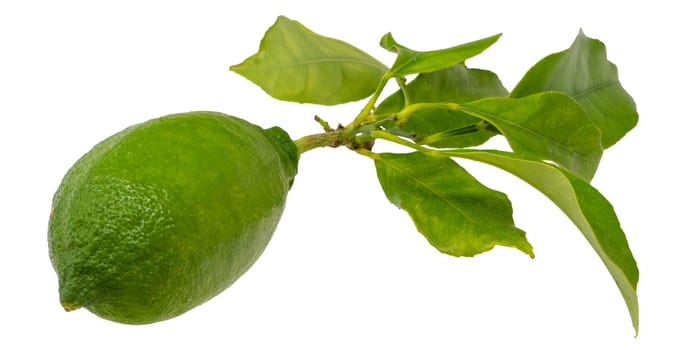 Lemon on a branch with leaves isolated on a white background.
