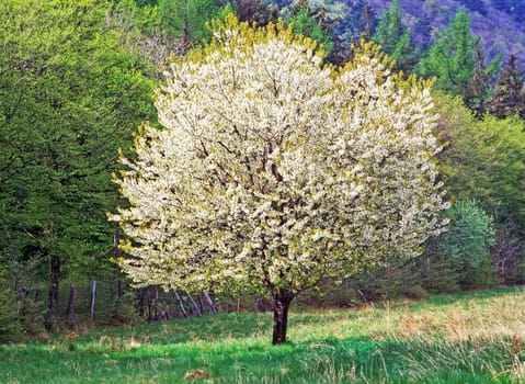 Spring in the Garden