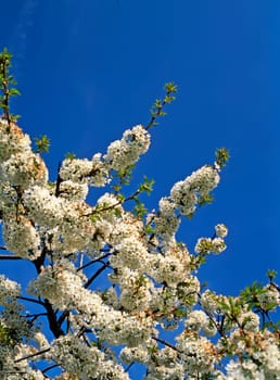 Blooming Cherry Tree in the Garden