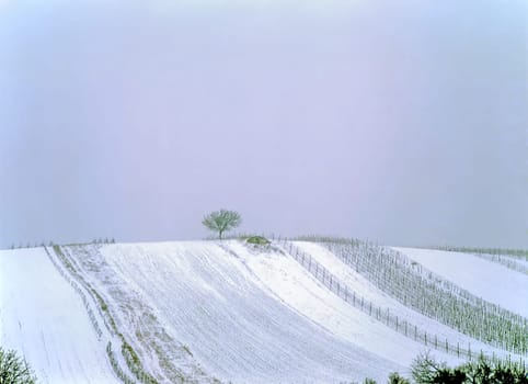 Fields in the Winter