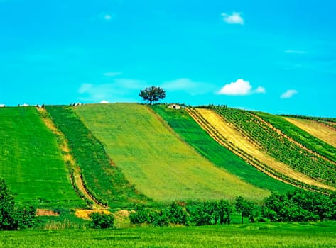 Fields in Summer