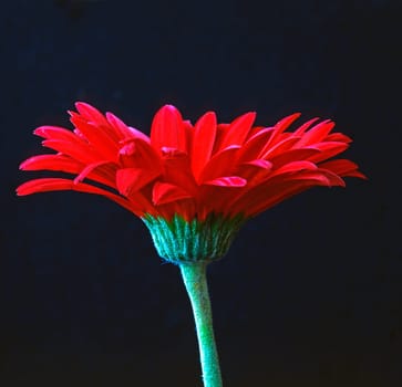 Red Gerbera