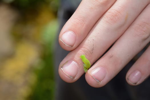 Green caterpillar on children's hands in nature