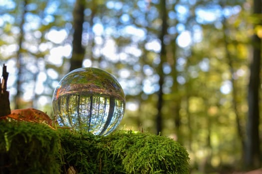 Glass ball lies on a branch in nature, with reflections of a green forest in the glass