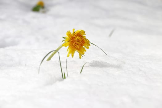 Dandelion blossom in the snow. Cold weather with snowfall in spring