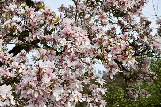 Old magnolia tree with many flowers