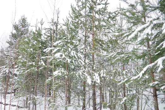 Pine forest in winter during the day in severe frost, Karelia. Snow on the coniferous branches. Frosty sunny weather anticyclone. Scots pine Pinus sylvestris is a plant pine Pinus of Pine Pinaceae.