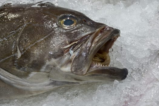 Weisser Zackenbarsch (Epinephelus aeneus) auf dem Fischmarkt, Teneriffa, Kanarische Inseln, Spanien, Santa Cruz de Tenerife
