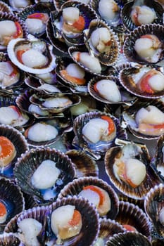Bunte Kammmuschel (Mimachlamys varia) auf dem Fischmarkt