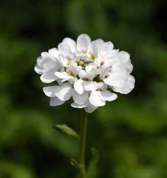 Bitter ribbon flower,Iberis amara is an important medicinal and medicinal plant with white flowers. Bitter candytuft,Iberis amara is an important medicinal and medicinal plant with white flowers