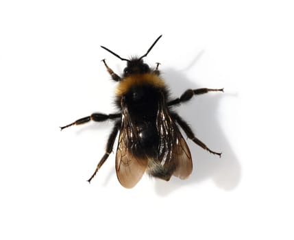 Bumblebees,Bombus is an important insect for the exercise of plants. Bumblebee,Bombus is an important insect for pollinating plants.