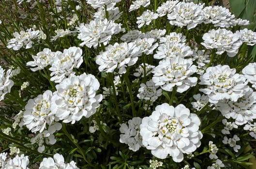 Bitter ribbon flower,Iberis amara is an important medicinal and medicinal plant with white flowers. Bitter candytuft,Iberis amara is an important medicinal and medicinal plant with white flowers