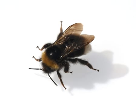 Bumblebees,Bombus is an important insect for the exercise of plants. Bumblebee,Bombus is an important insect for pollinating plants.
