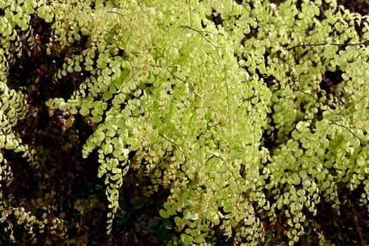 Lady's hair fern,Adiatum Venustum is a species of fern with filigree leaves. Maidenhair fern,Adiatum Venustum,is a species of fern with delicate leaves