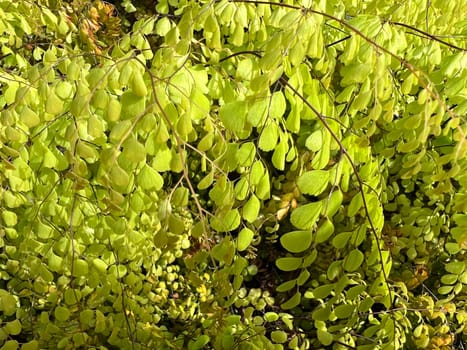 Lady's hair fern,Adiatum Venustum is a species of fern with filigree leaves. Maidenhair fern,Adiatum Venustum,is a species of fern with delicate leaves