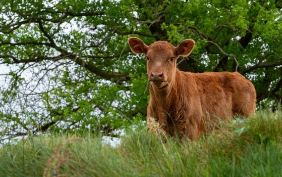 a funny young brown calf in the meadow