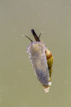A close-up of a Clea Helena, a predatory snail.