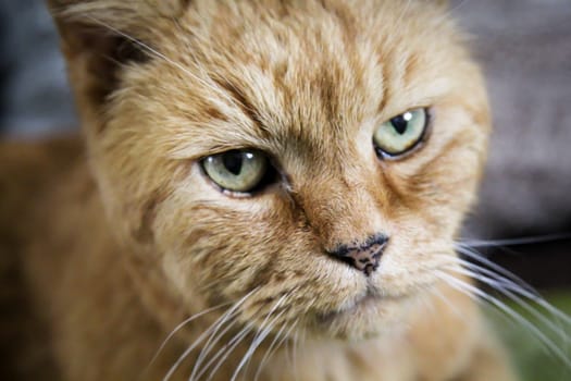 Portrait of a free village cat. A roaming cat.