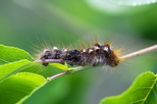 The caterpillar of a Goldafters on a plant. A butterfly caterpillar with many hairs.