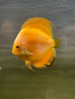 Portrait shot of discus fish in an aquarium, Amazon Aquarium.
