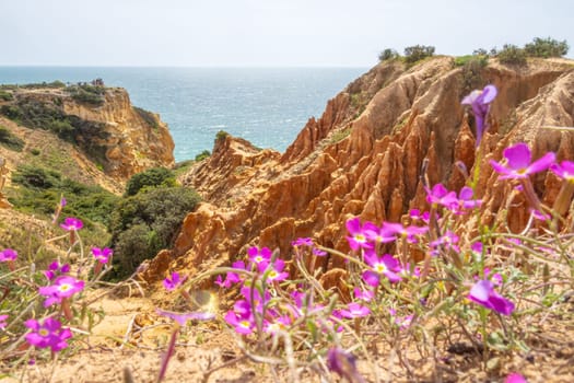 Cliffs and nature in spring near Benagil, Algarve, Portugal