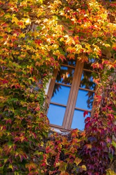 Window surrounded by ivy vine with autumn colors facade. Vertical photography