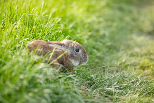 Domestic rabbit or bunny on a green spring meadow in nature, cute animal wildlife, pet on a farm