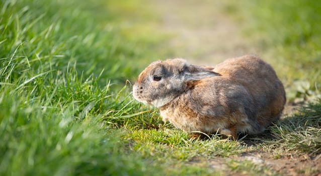 Domestic rabbit or bunny on a green spring meadow in nature, cute animal wildlife, pet on a farm