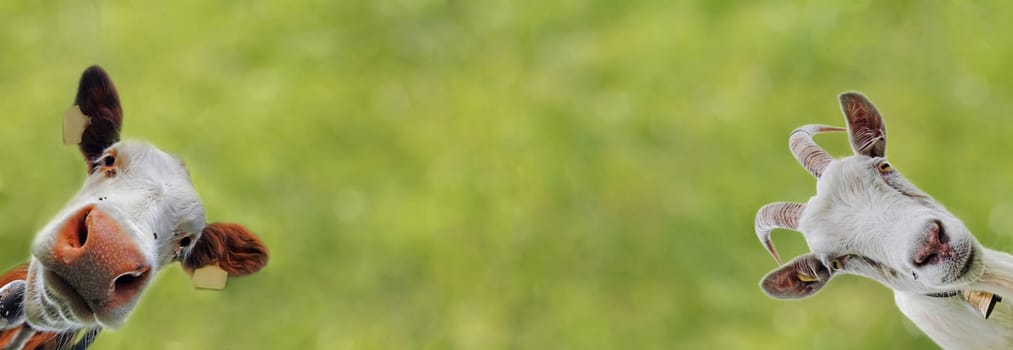 A curious billy goat with horns and bell and a young cow against a green background