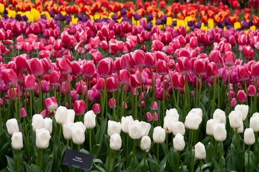 Keukenhof park of flowers and tulips in the Netherlands. Beautiful outdoor scenery at Holland