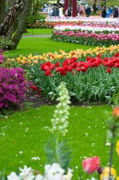 Keukenhof park of flowers and tulips in the Netherlands. Beautiful outdoor scenery at Holland